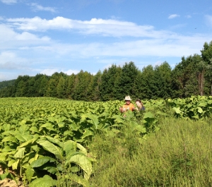 Tobacco Fields